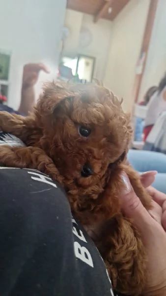 Cuccioli Di Barboncino  | Foto 1