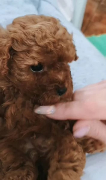 Cuccioli Di Barboncino  | Foto 0