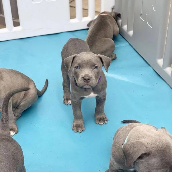 Cuccioli Di Pitbull  | Foto 0