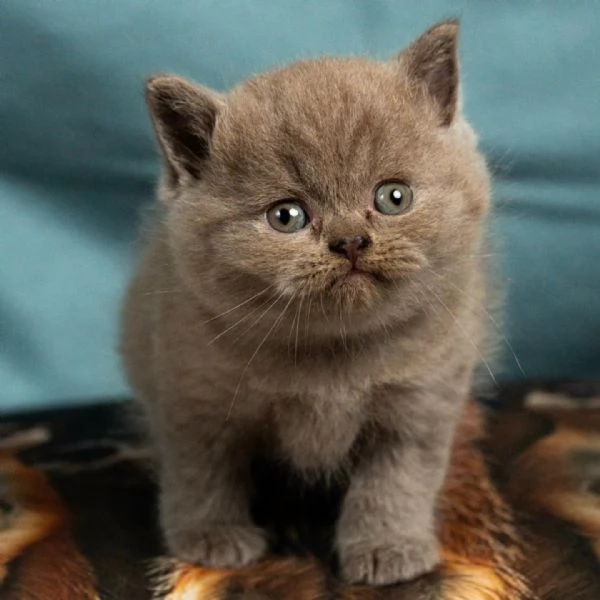 Gattini British Shorthair | Foto 0