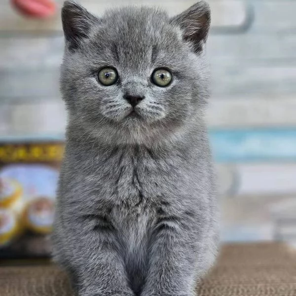Cucciolo di British Shorthair 