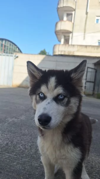cucciolo husky