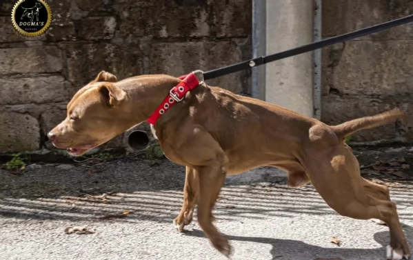 Cuccioli di Pit Bull