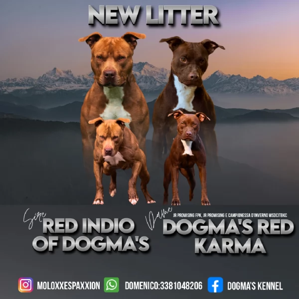 Cuccioli di Pit Bull | Foto 3