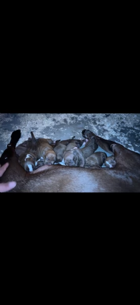 Cuccioli di Pit Bull | Foto 2