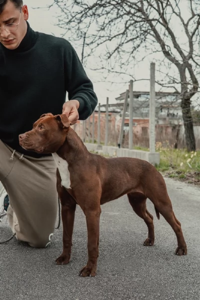 Cuccioli di Pit Bull | Foto 1