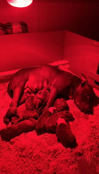 Cuccioli di Pit Bull | Foto 0