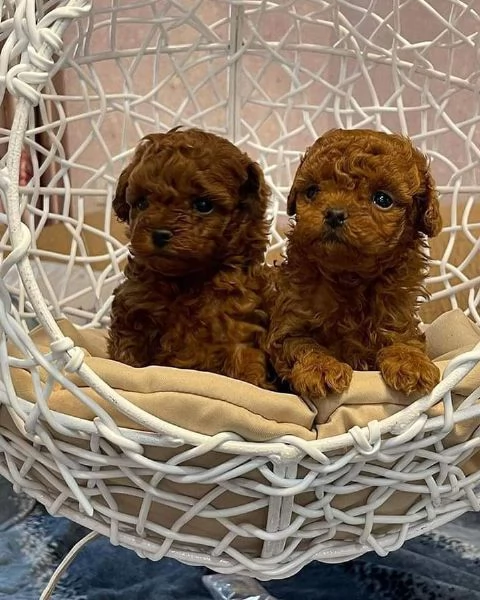 Cuccioli di barboncino maschi e femmine