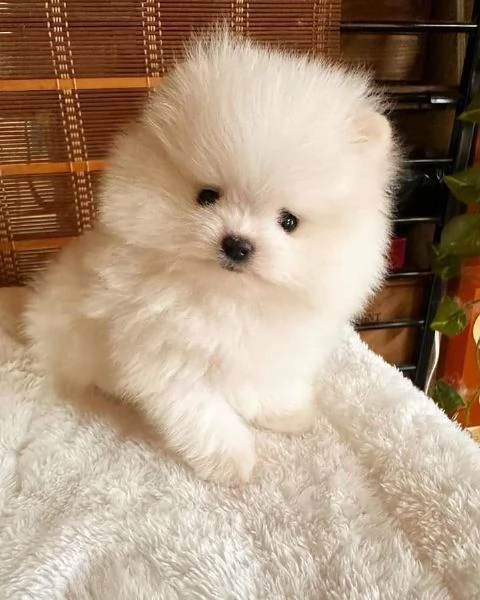Cuccioli di Pomerania maschi e femmine | Foto 2