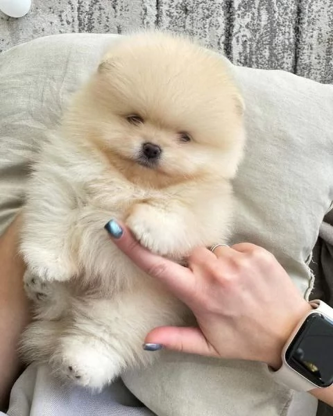 Cuccioli di Pomerania maschi e femmine | Foto 1