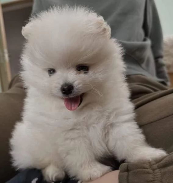 Cuccioli di Pomerania maschi e femmine