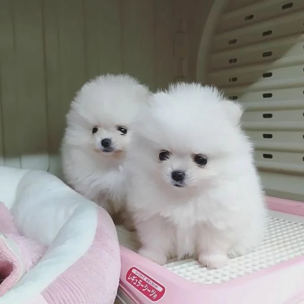 Cuccioli di Pomerania maschi e femmine | Foto 0