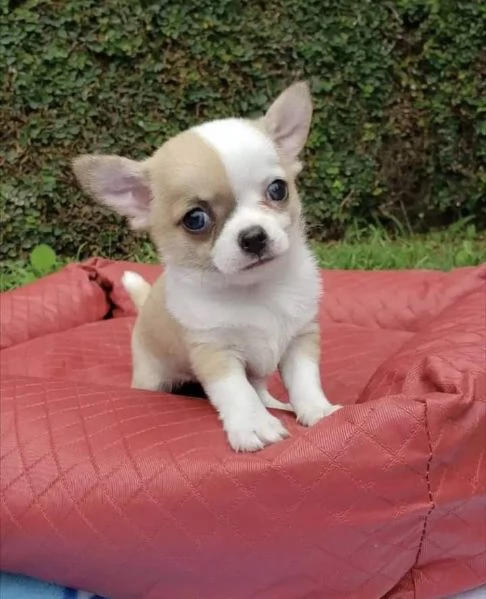 Cuccioli di chihuahua maschi e femmine
