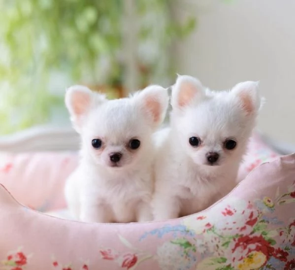 Cuccioli di chihuahua maschi e femmine | Foto 2