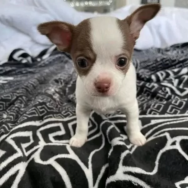 Cuccioli di chihuahua maschi e femmine | Foto 1