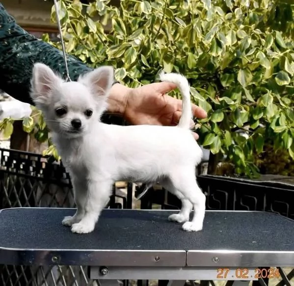 Cuccioli di chihuahua maschi e femmine | Foto 0