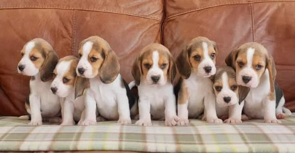 Cuccioli di beagle maschi e femmine | Foto 2
