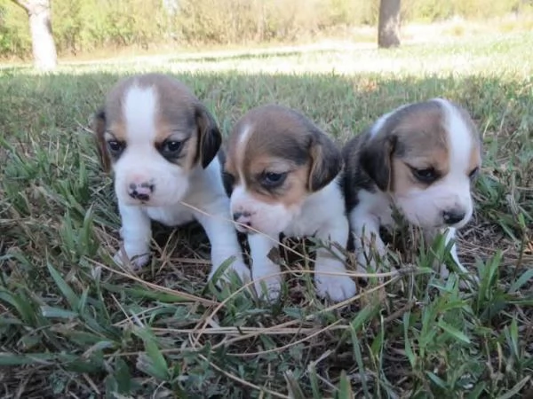 Cuccioli di beagle maschi e femmine | Foto 0