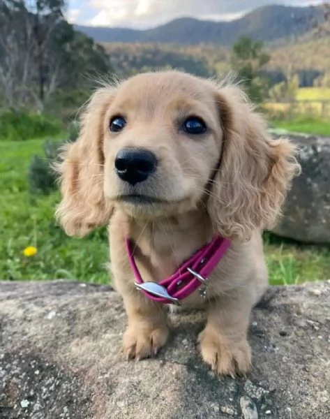 Cuccioli di   bassotto maschi e femmine