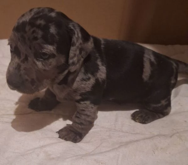 Cuccioli di   bassotto maschi e femmine | Foto 1