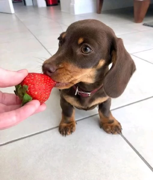 Cuccioli di   bassotto maschi e femmine | Foto 0