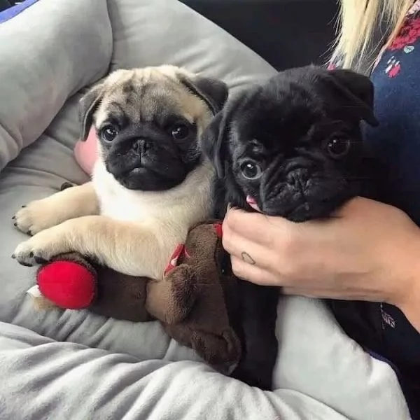 Cuccioli di carlino maschi e femmine