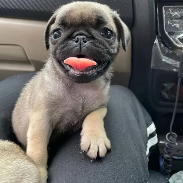 Cuccioli di carlino maschi e femmine | Foto 1