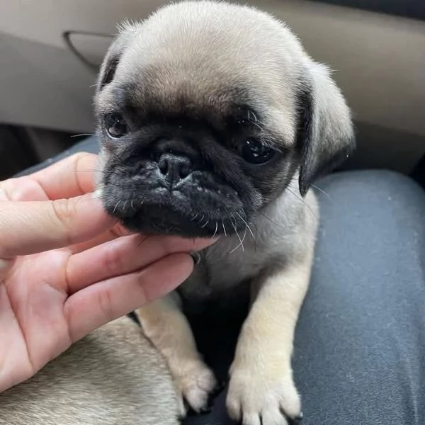 Cuccioli di carlino maschi e femmine | Foto 0