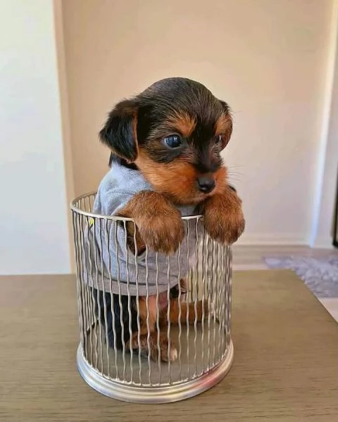 Yorkshire terrier