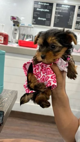 Yorkshire terrier | Foto 1