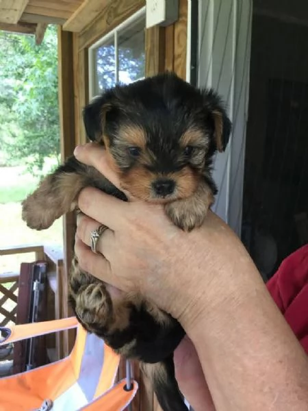 Yorkshire terrier | Foto 0