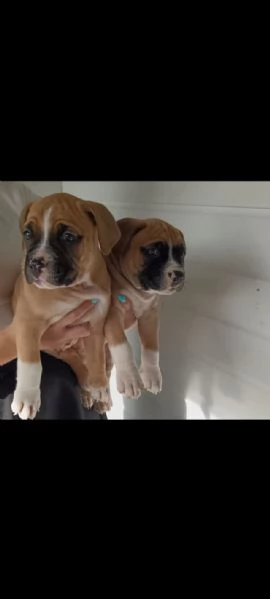 cuccioli di boxer in adozione