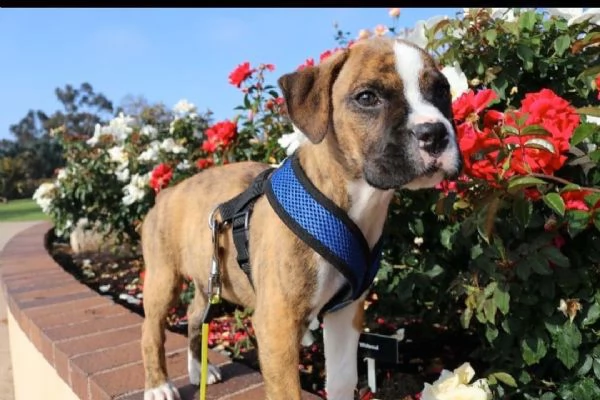 cuccioli di boxer in adozione | Foto 0