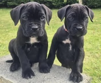 cuccioli di cane corso in adozione | Foto 0