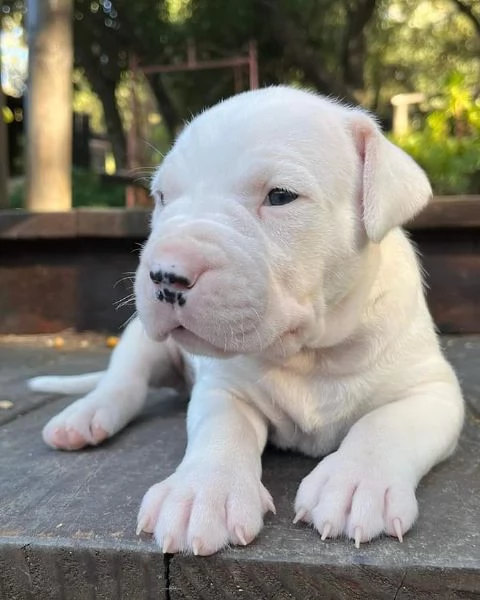 cuccioli di dogo argentino in adozione