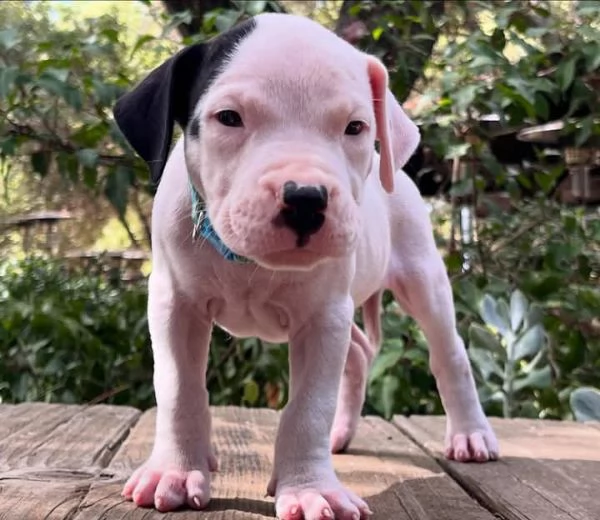 cuccioli di dogo argentino in adozione | Foto 1