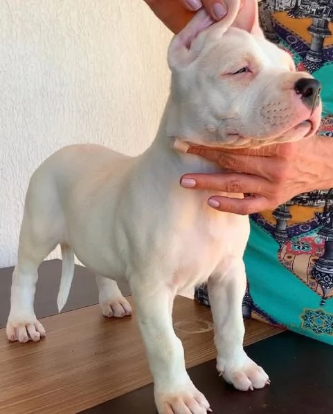 cuccioli di dogo argentino in adozione | Foto 0