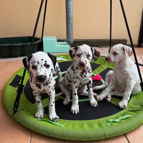cuccioli di dalmata in adozione