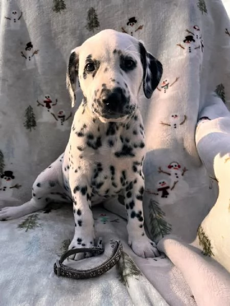 cuccioli di dalmata in adozione | Foto 2