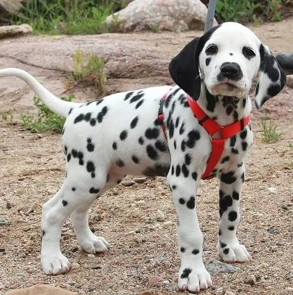 cuccioli di dalmata in adozione | Foto 0