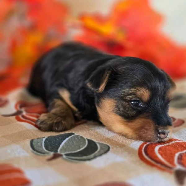  Yorkshire Terrier maschio