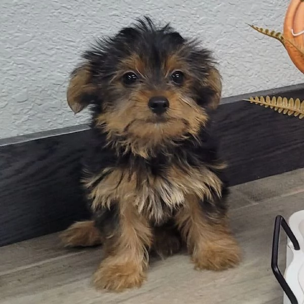 yorkshire terrier  in cerca di adozione vicino