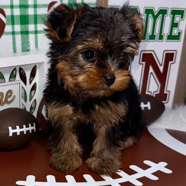 Yorkshire Terrier con un bellissimo mantello bianco e crema,