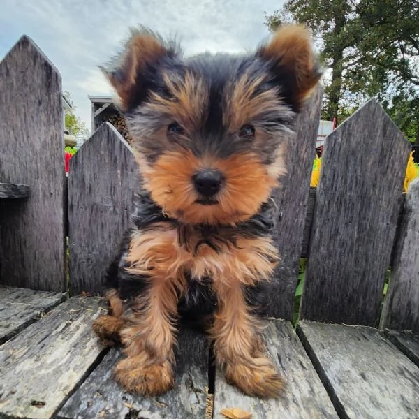 femmina di Yorkshire Terrier di 8 settimane 