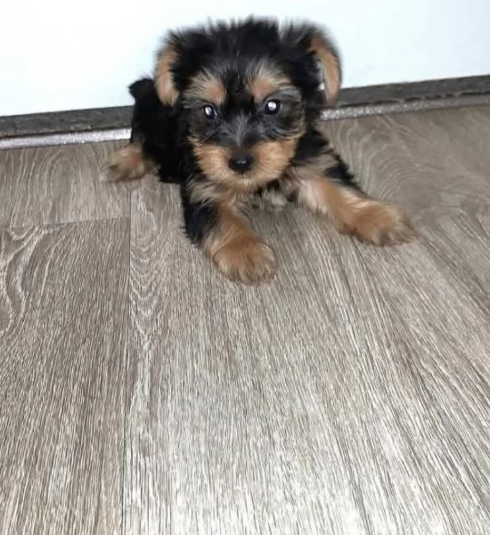 Yorkie (cuccioli maschio e femmina) | Foto 1