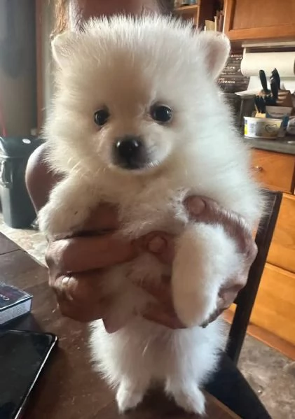 Pomeranian toy (cuccioli maschio e femmina) | Foto 1