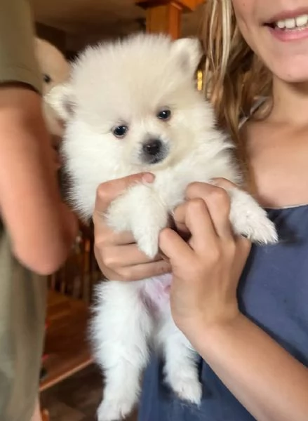 Pomeranian toy (cuccioli maschio e femmina)