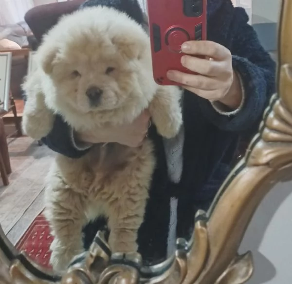 Chow chow  (cuccioli maschio e femmina)