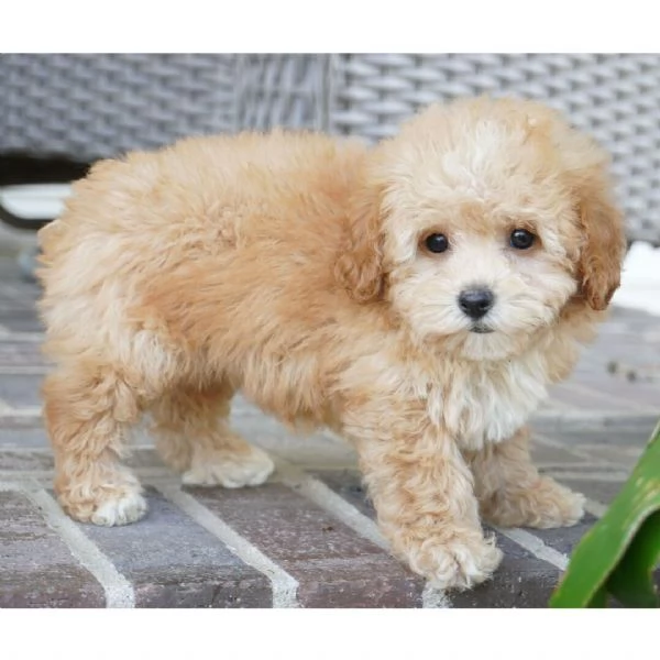  Barboncino toy (cuccioli maschio e femmina) | Foto 0