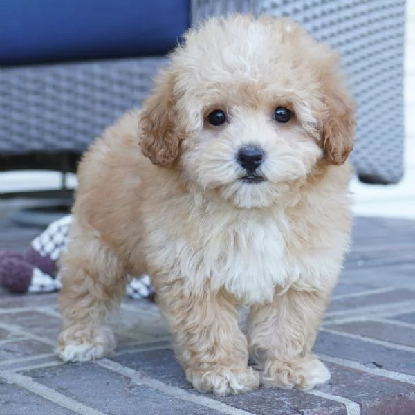  Barboncino toy (cuccioli maschio e femmina)